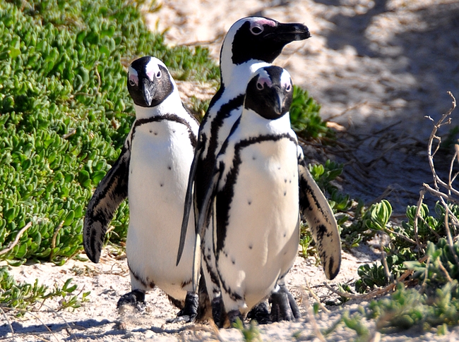 Pingviinejä voi ihailla Boulders Beachillä