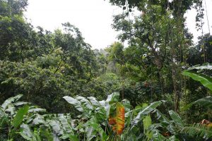 El Yunque – Puerto Ricon sademetsä