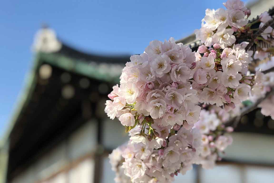 Miltä sinusta Kioto näyttäytyy sakuran aikaan?
