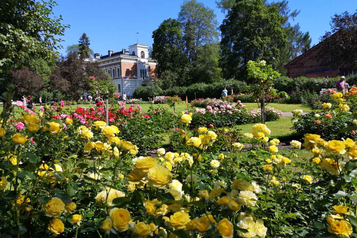 Hatanpään Arboretumin ruusutarha on reitin upeimpia pysähdyskohteita.