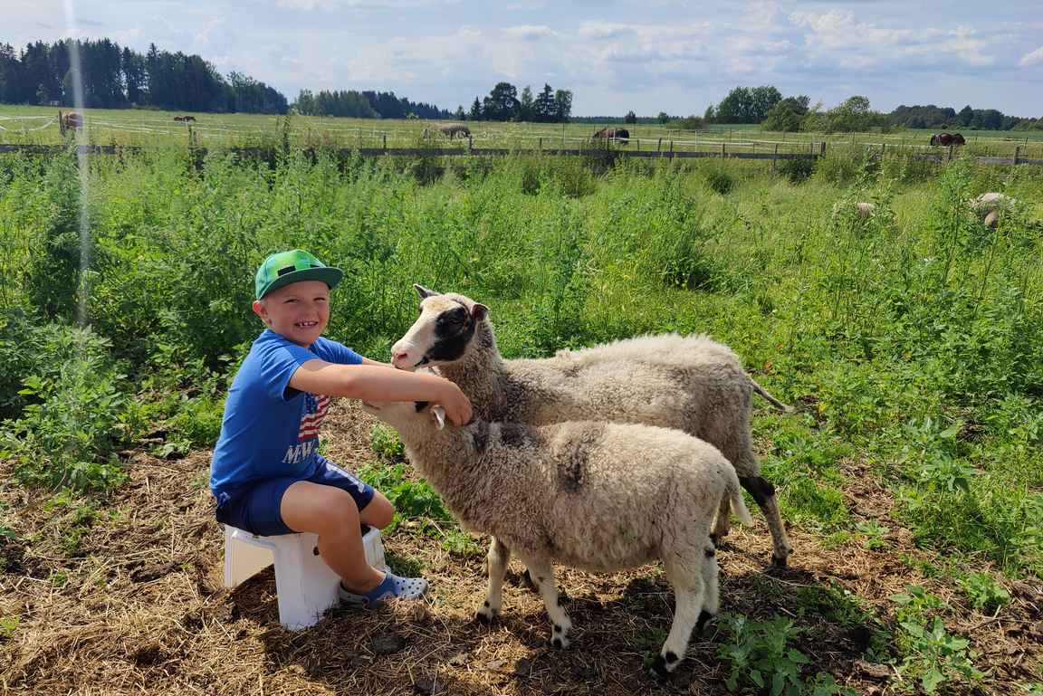 Pienten lasten mieleen on erityisesti lampaat.