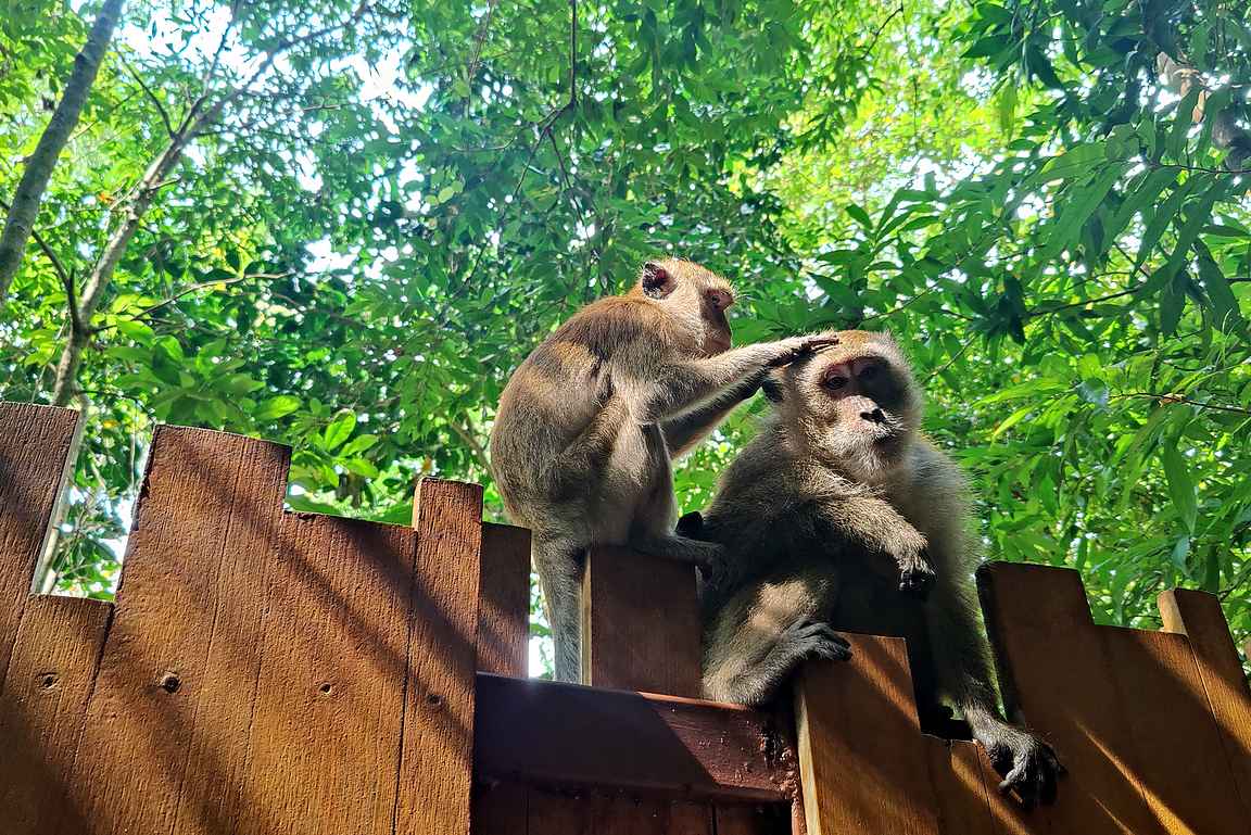 Apinat paijailivat toisiaan Railayn ainoan hotellin aidalla.