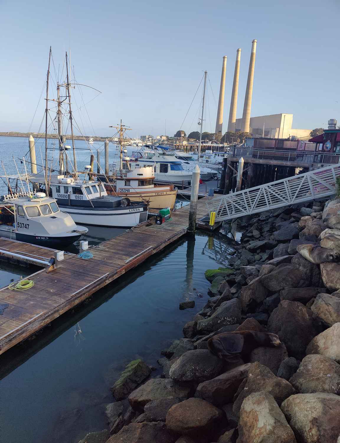 Löydätkö kolme merileijonaa kuvasta?