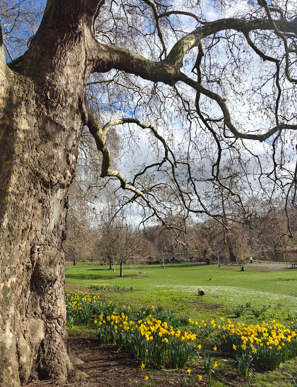 Keväinen St. James Park on osa kuninkaallista historiaa.